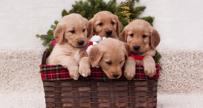 Os 5 Pets Mais Comuns Para Ter Em Casa 1 5 Pets Mais Comuns Do Coração