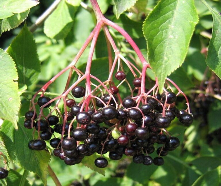 Rnews - Sabugueiro, 1001 Utilidades