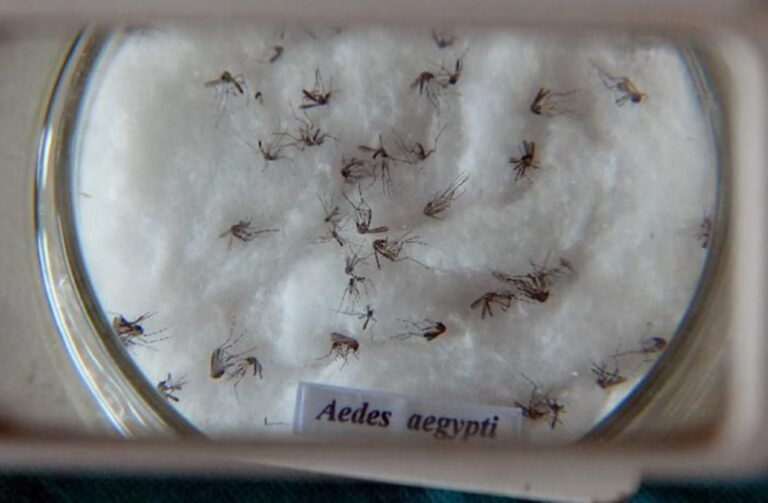 Rnews - Imunização: Nova Vacina Contra Dengue Chega Ao Brasil