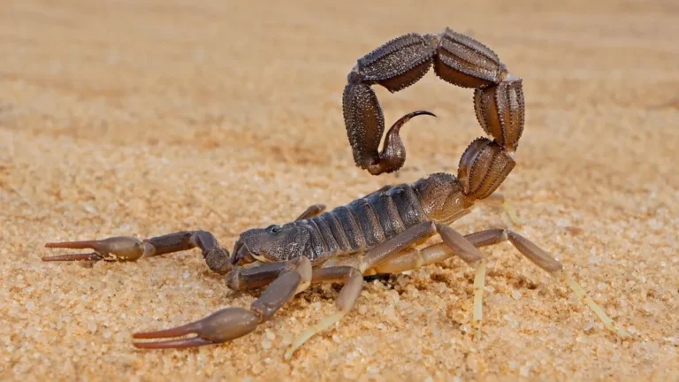 Escorpião Amarelo Sobre Areia Com Ferrão Levantado, Espécie Responsável Pela Maioria Dos Acidentes No Estado De São Paulo