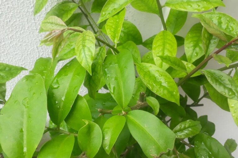 Rnews - Ora-Pro-Nóbis, 1001 Utilidades