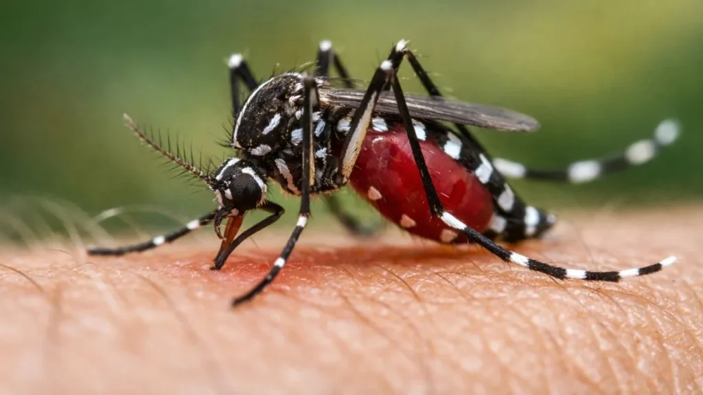 Mosquito Aedes Aegypti Em Close Sobre A Pele Humana, Momento Em Que Ocorre A Picada Responsável Pela Transmissão Da Dengue