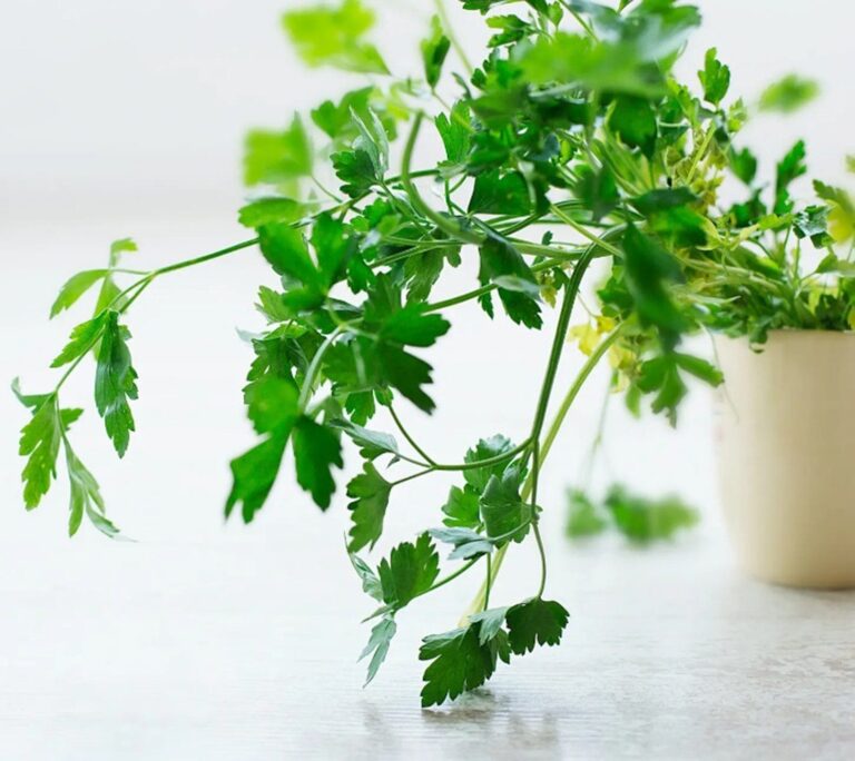 Rnews - Salsinha, Delicada E Poderosa