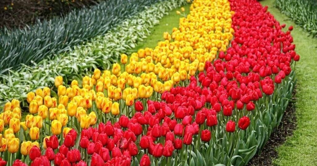 Rnews - Essa Cidade Encanta Com Seus Campos De Flores: Conheça Holambra
