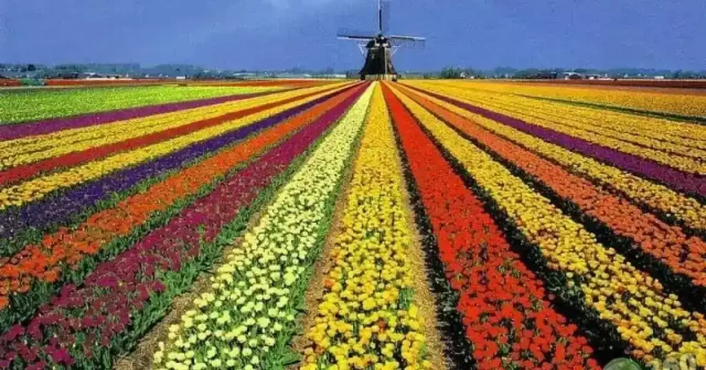 Rnews - Essa Cidade Encanta Com Seus Campos De Flores: Conheça Holambra