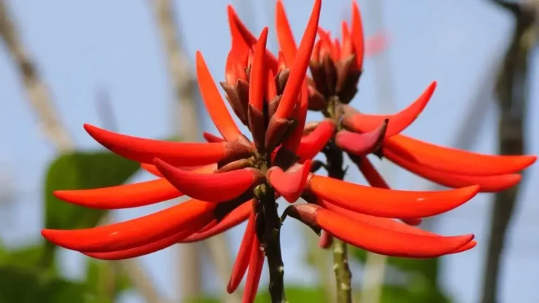 Reprodução Internet