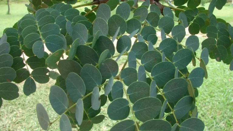 Reprodução Internet