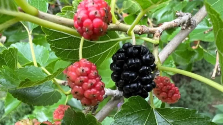 Reprodução Internet