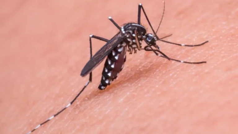 Rnews - Em Uma Semana, Casos De Dengue Em Caieiras Aumentam Mais De 3000%