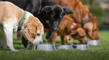 Alimentos Proibidos Para Cães