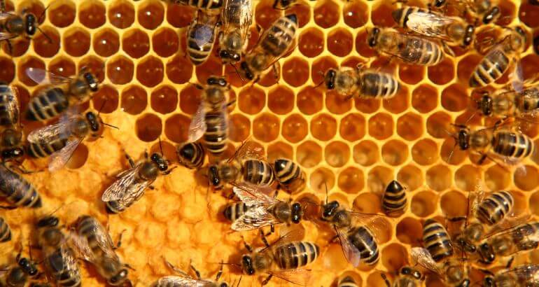 Rnews - Dia Mundial Das Abelhas: Celebrando Um Pequeno Gigante Da Natureza