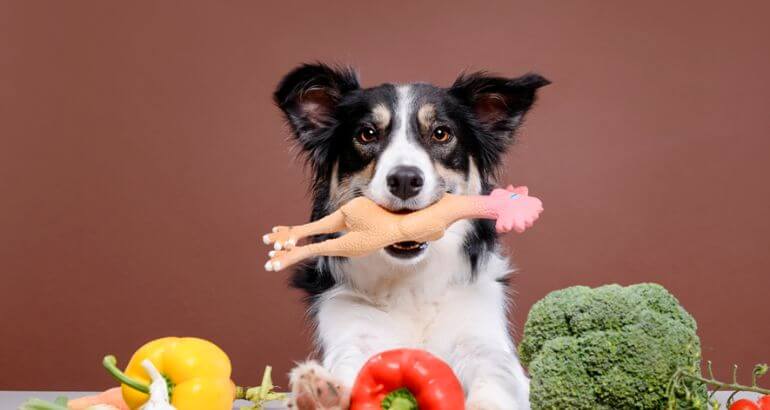 Como Alimentar Cães Em Cada Fase Da Vida Com Segurança E Equilíbrio 1 Rnews - Como Alimentar Cães Em Cada Fase Da Vida Com Segurança E Equilíbrio