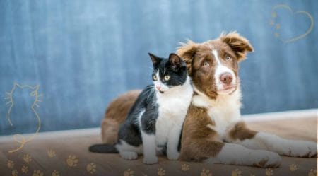5 Pets Mais Comuns Do Coração