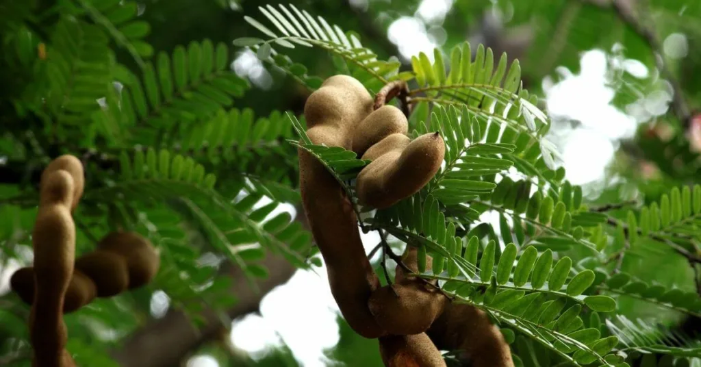 Tamarindo: Receitas Deliciosas