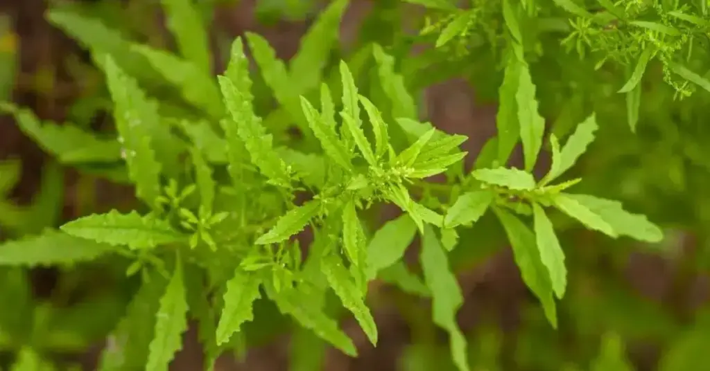 Saiba Tudo Sobre A Mastruz, Uma Erva Misteriosa