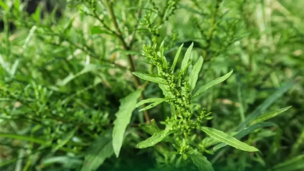 7 Benefícios Do Mastruz Para A Saúde E Bem-Estar