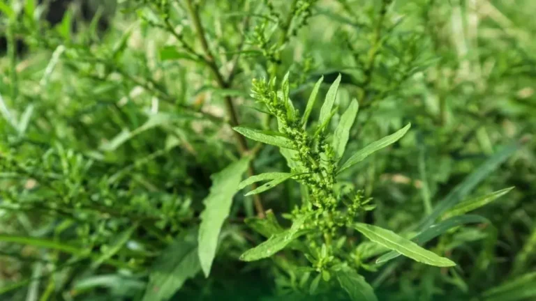 7 Benefícios Do Mastruz Para A Saúde E Bem-Estar