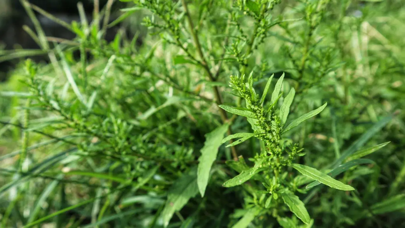 7 Benefícios Do Mastruz Para A Saúde E Bem-Estar