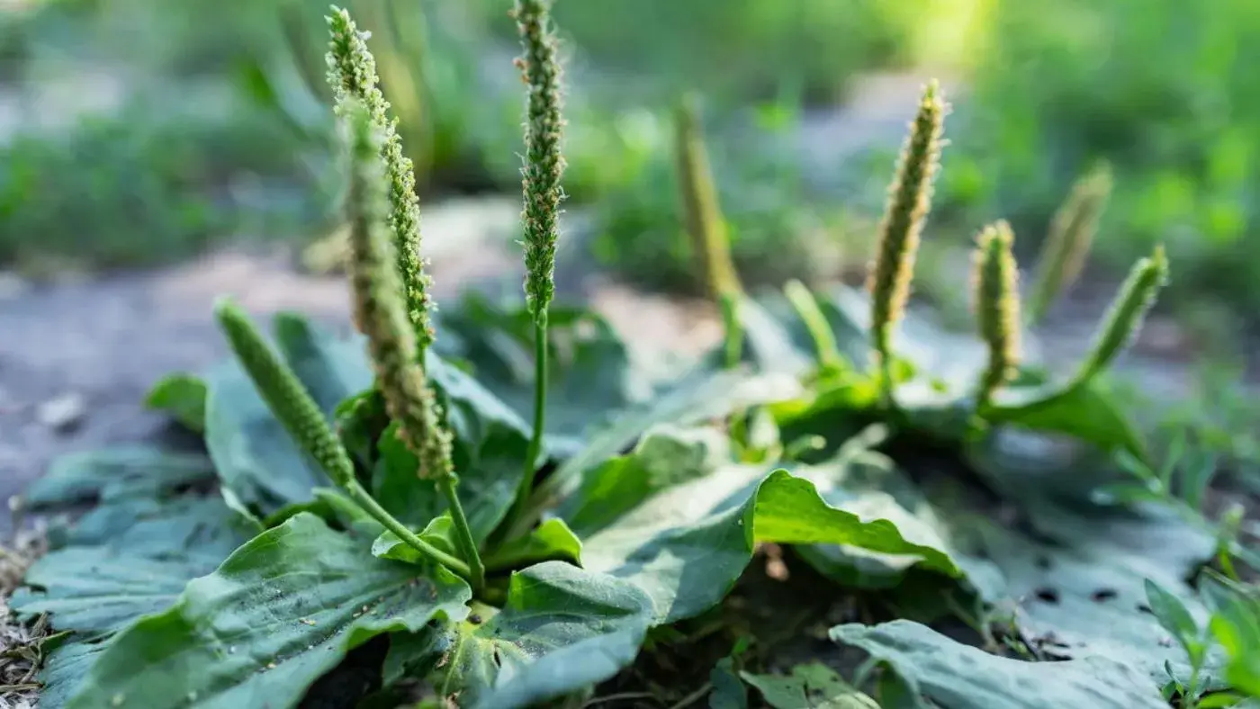 Você pode ter no quintal de casa esse tesouro natural: Saiba 5 benefícios da tanchagem