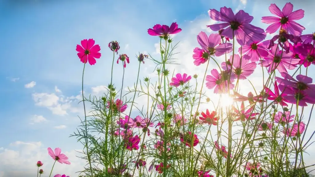 Flores Que Falam De Recomeço, A Primavera Chegou