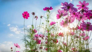 Flores Que Falam De Recomeço, A Primavera Chegou