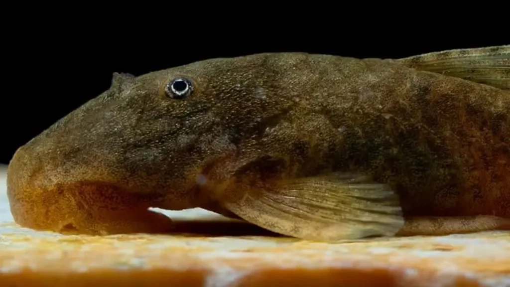 Peixe De Fundo Marrom Com Boca Em Forma De Ventosa Apoiado Sobre Superfície Clara, Em Ambiente Controlado Com Fundo Escuro.