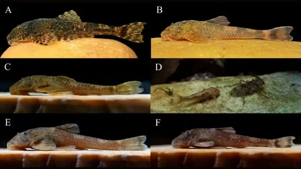  Quatro Espécies Inéditas Do Gênero Pareiorhina, Um Grupo De Cascudos Da Família Loricariidae Adaptados A Ambientes De Correnteza E Fundo Pedregoso. 