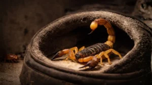 Escorpião Amarelo Escondido Dentro De Um Sapato Em Ambiente Doméstico, Com Ferrão Levantado E Aparência Ameaçadora