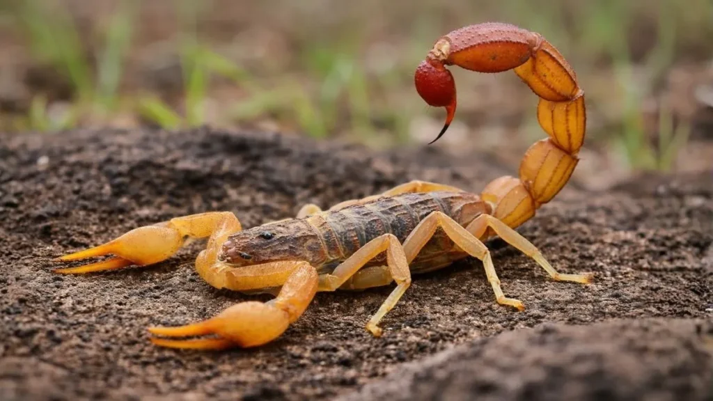 Escorpião Amarelo Com Ferrão Levantado Em Posição De Ataque Sobre Superfície De Terra, Destacando O Perigo Em Áreas Urbanas