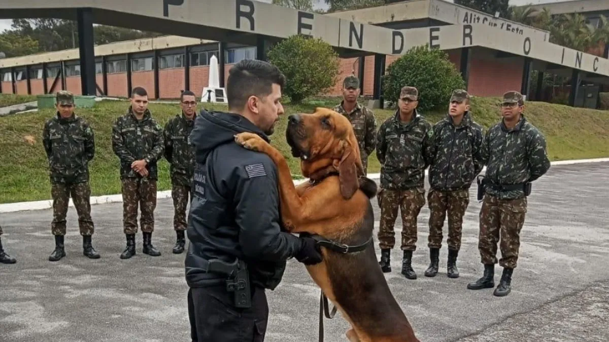 Franco da Rocha cães policiais