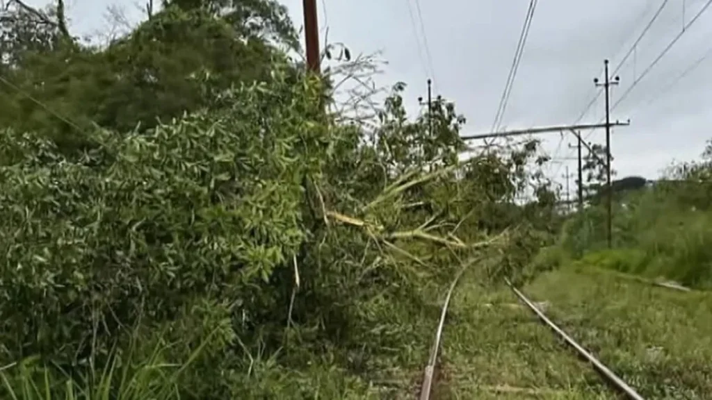 Árvore caída sobre os trilhos da Linha 7-Rubi, entre as estações Botujuru e Campo Limpo Paulista, após as fortes chuvas na região.